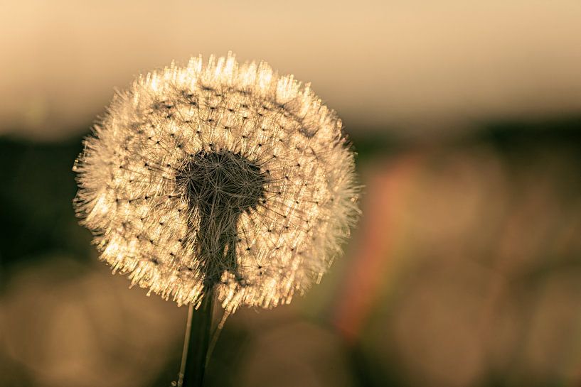 Dandelion in the evening light by Roland Brack
