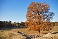 Herfstboom op de Zandvlakte...