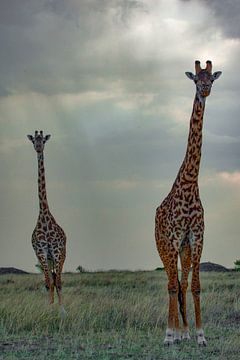 Giraffe Storm van Peter Michel