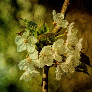 Blossom sur Yvonne Blokland