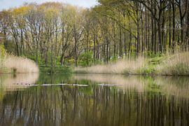 Rivier by Alexander van der Dussen