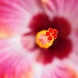 Macro in Magenta by Kirsten van Engelenburg