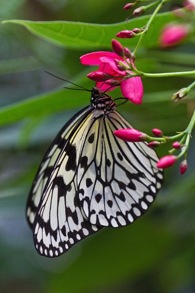Schmetterling auf einer Blüte von Anja B. Schäfer