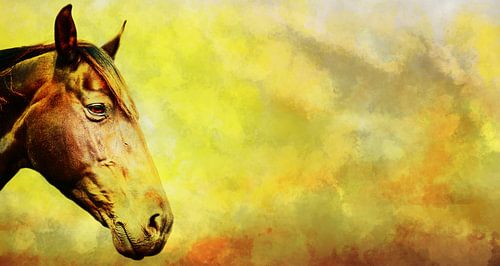 Hoofd van een paard met een gekleurd achtergrond.