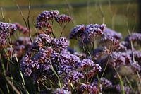 Paarse bloemen