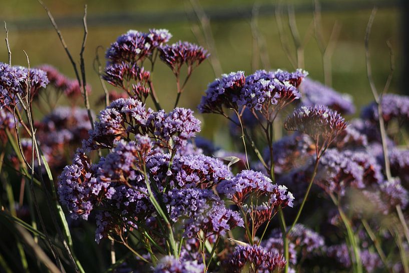 Paarse bloemen by Sanne Willemsen