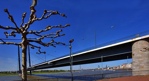 Tree at the Rhine knee bridge