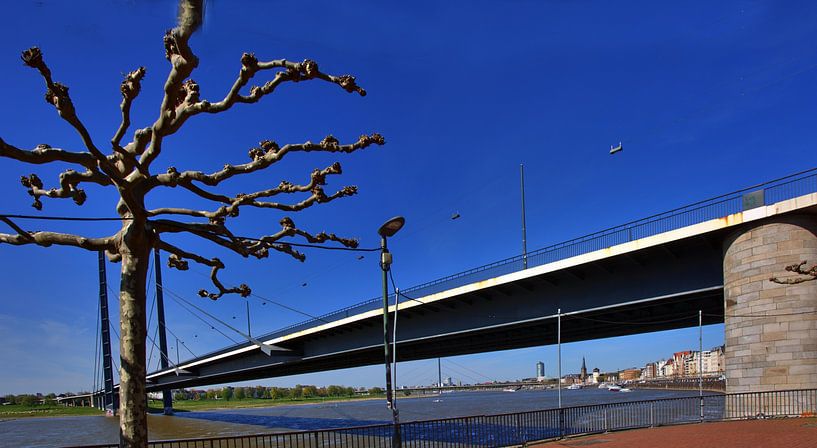 Arbre sur le pont du coude du Rhin par Edgar Schermaul