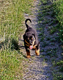 Charlie the Rottweiler V – First clumsy steps by Helmut Martin - The Art of Stone - Steinkunst & Photographie