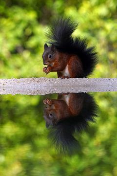 Squirrel by Wim Frank