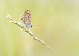 Hellblau im Gras ruhend von Ronald Buitendijk Fotografie