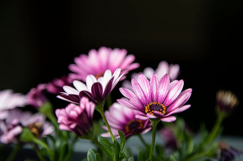 Roze Bloemen op donkere achtergrond van Petro Luft