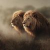 Löwen-Duo im goldenen Nebel – ein majestätischer Anblick von Eva Lee
