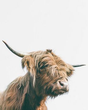 Majestic Highland cow portrait by Patrik Lovrin