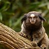 Marmoset-aapje in de boom van Sonny Vermeer