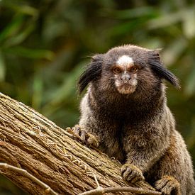 Marmoset-Affe im Baum von Sonny Vermeer