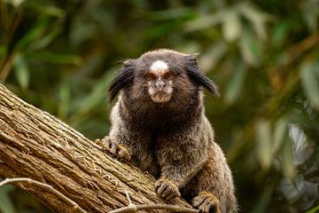 Marmoset monkey in tree by Sonny Vermeer