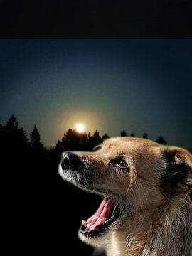 Volle maan met hond voor landschap van Susanne Seidel