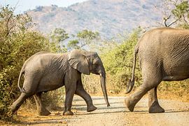 elephant by Carlien schelhaas