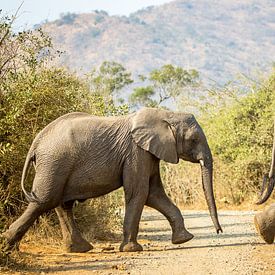 Elefant von Carlien schelhaas