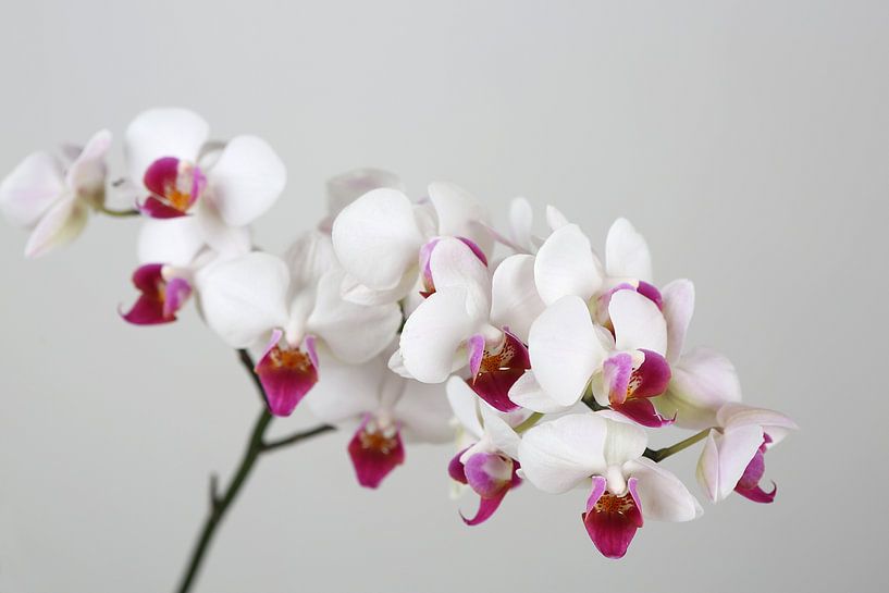 Orchidee von Karina Baumgart