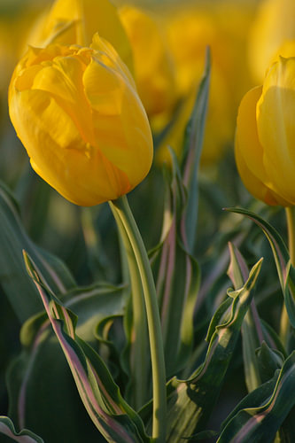 yellow tulip