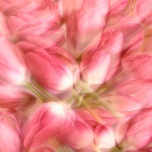 Tulipes sur Claudia Moeckel