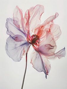 Amaryllis 3 sur DNH Artful Living