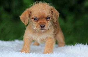 Chiot boomer
