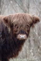 Small Scottish Highlander