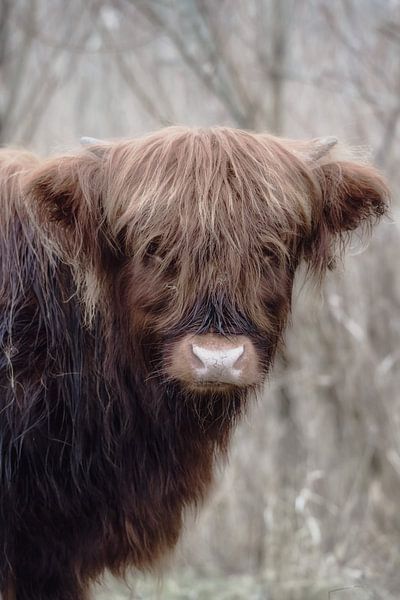Small Scottish Highlander by Sylvia Remenyi-Kuiper