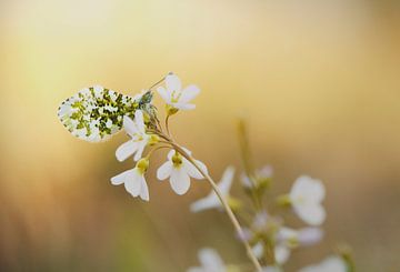 Papillon sur une fleur sur Lisa Bouwman