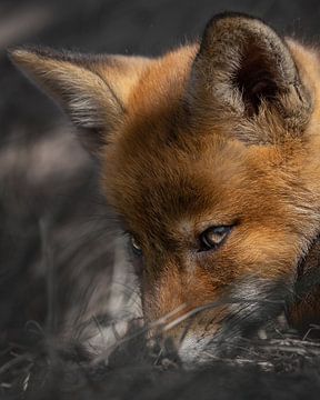 Intense blik van een vossen welpje van Patrick van Bakkum