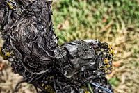 gnarled vine
