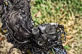 gnarled vine by Norman Krauß