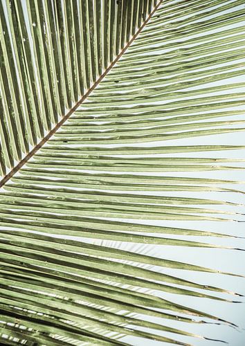 Motif complexe d'une feuille de palmier verte