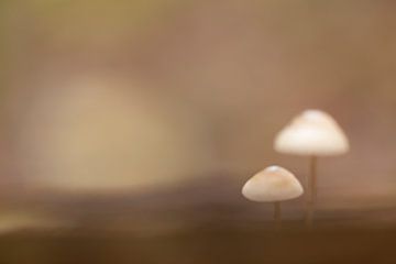 Paddetoelen in het bos in serene sfeer van Angelique Koops