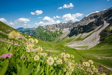 Blumige Sicht auf das Hintersteiner Tal und den Hochvogel von Leo Schindzielorz