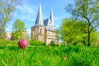 Schachblume im Park von Kampen vor dem Cellebroederspoort von Sjoerd van der Wal Fotografie Miniaturansicht