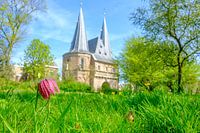 Kievitsbloem in het stadspark van Kampen voor  de Cellebroederspoort