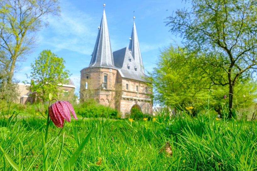 Schachblume im Park von Kampen vor dem Cellebroederspoort von Sjoerd van der Wal Fotografie