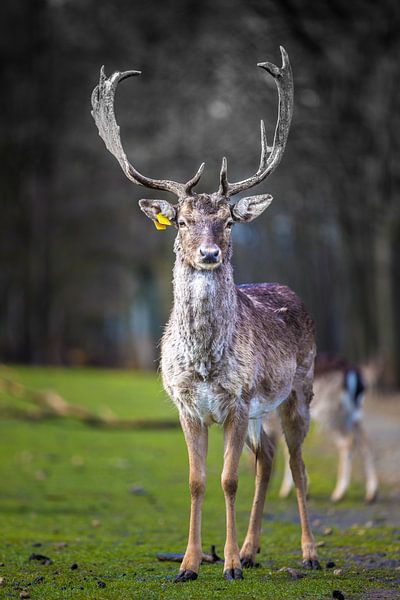 Herten in het bos van Capacidad Fotografie