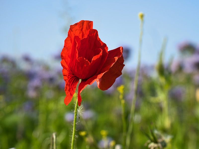 Poppy with red petals by Martin Köbsch