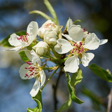Blüten an einem Apfelbaum von Heiko Kueverling