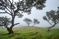 The magical forest
