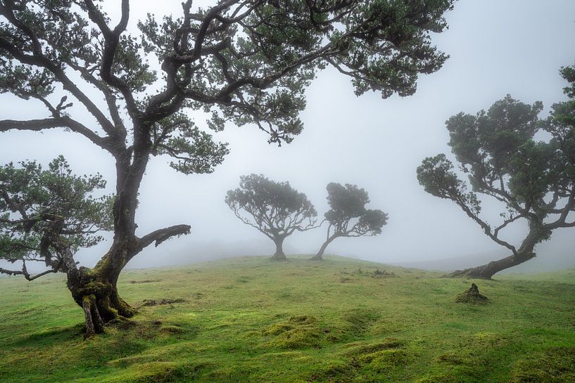 La forêt magique par Peter Korevaar