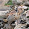 Pfeiffhase (Ochotona princeps), Banff National Park, Alberta, Kanada von Alexander Ludwig