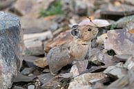 Whistling hare (Ochotona princeps), Banff National Park, Alberta, Canada by Alexander Ludwig thumbnail