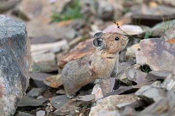 Whistling hare (Ochotona princeps), Banff National Park, Alberta, Canada by Alexander Ludwig