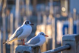BODENSEE : MÖWEN von Photoart-Naegele